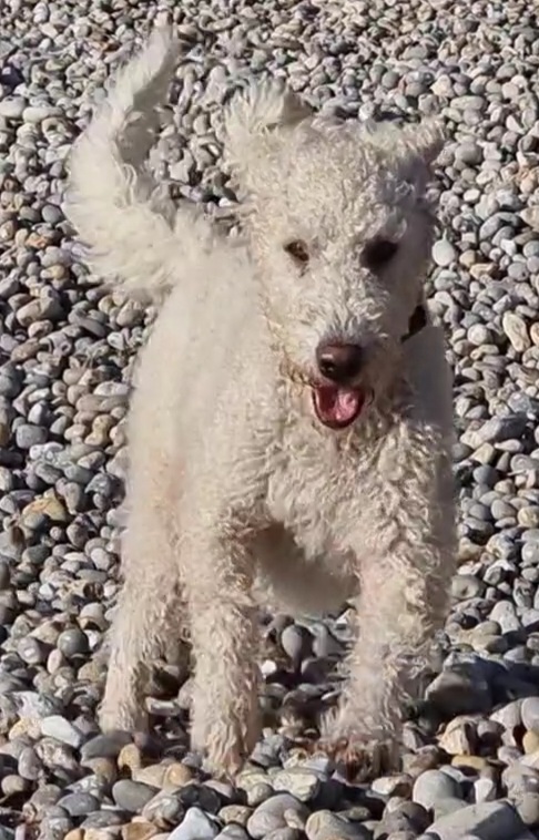 White Labradoodle at the beach