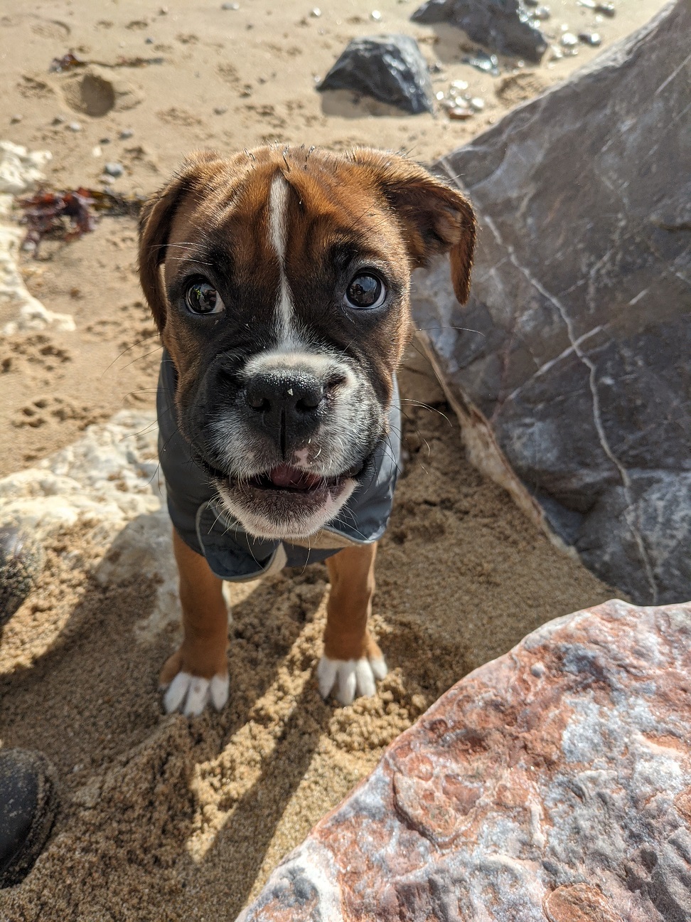 Boxer puppy at the beach