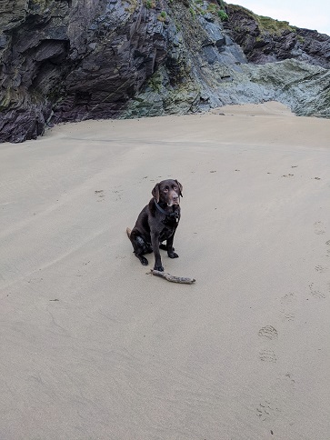 Hugo the Labrador at the beach