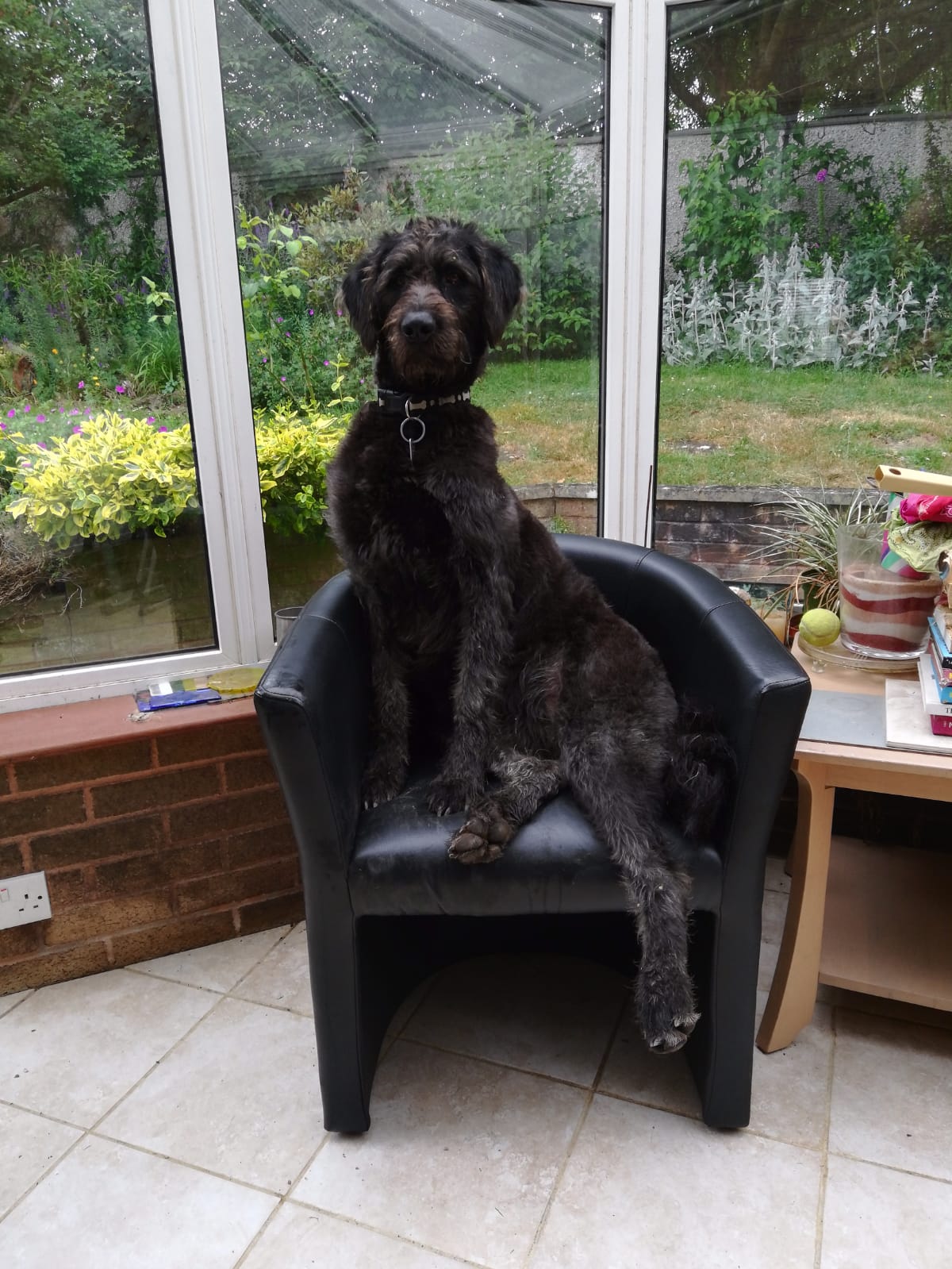 Black Labradoodle sitting on a chair