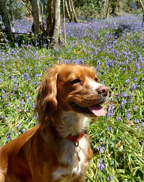 Working Cocker Spaniel in the bluebells