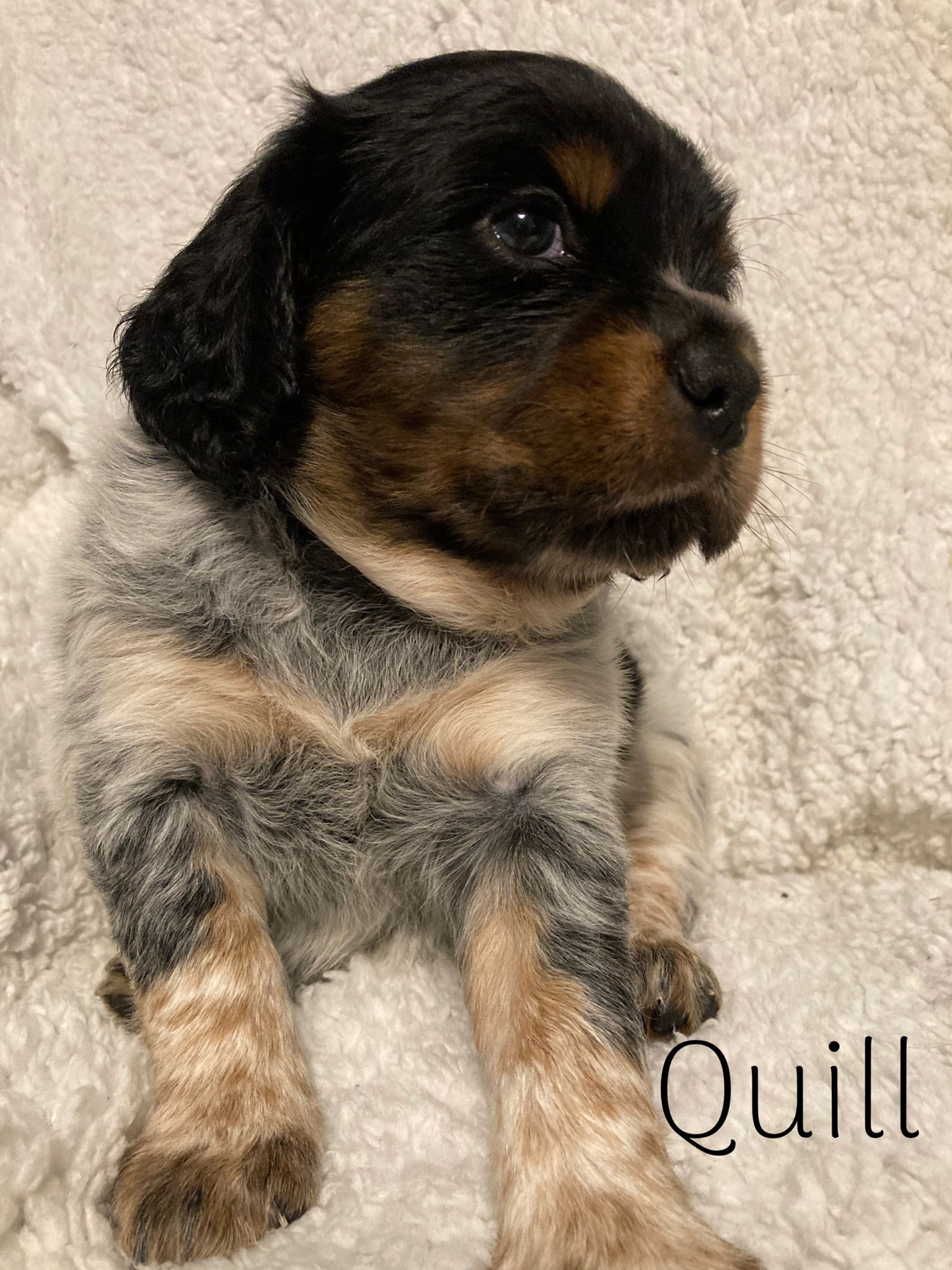 Quill the Brittany puppy