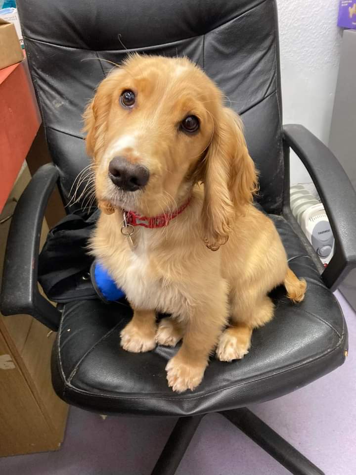 Cocker Spaniel puppy sat in office chair