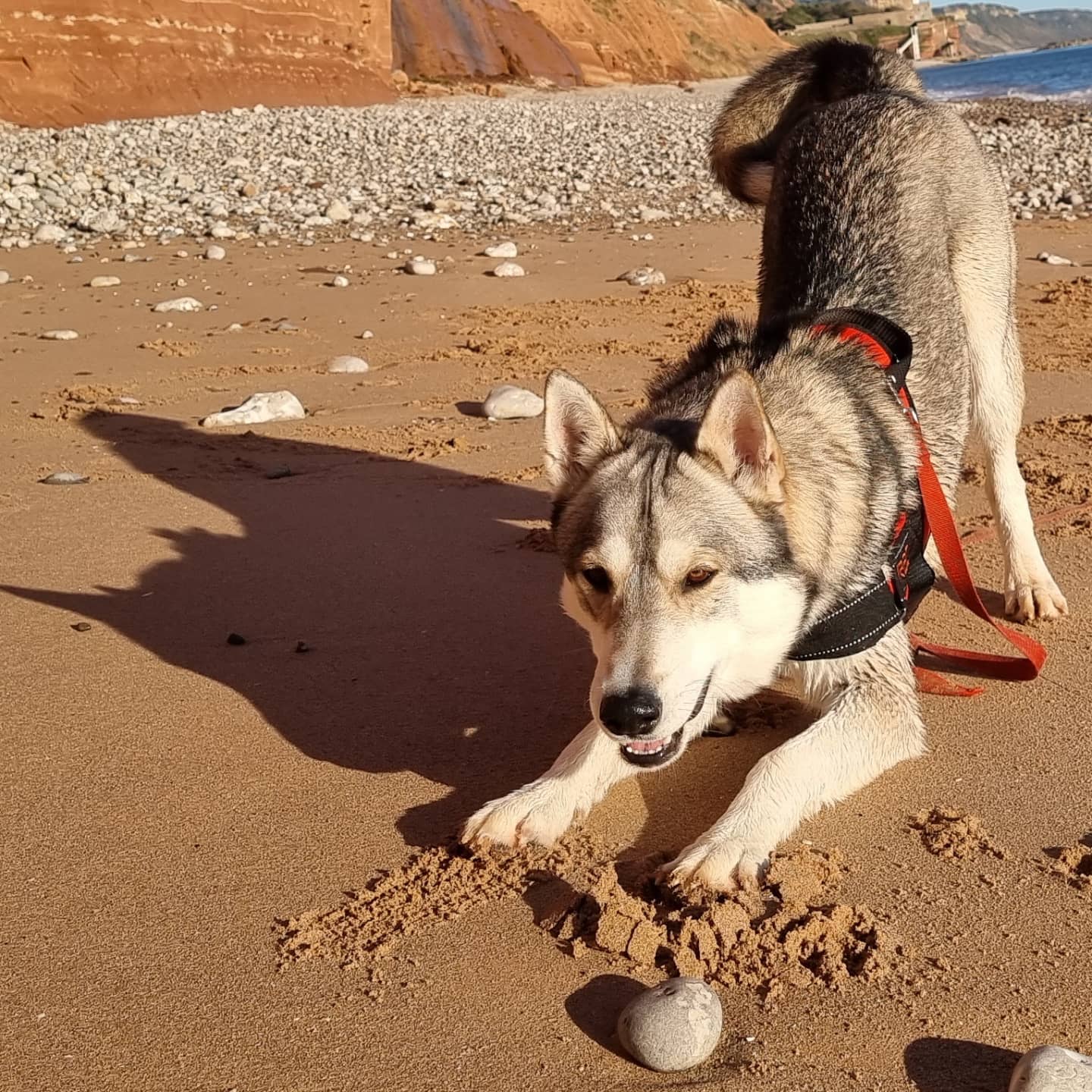 Male Tamaskan dog at the beach