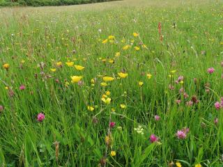 Wildflower meadows at Orcombe Point. Photo credit Richard Morris