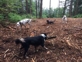 Several dogs all playing in the woods