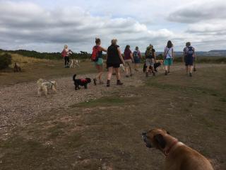 Group of people and their dogs on the heaths
