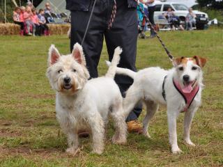 A photo of a scottish terrier and a jack russell at Dawlish Countryside Park