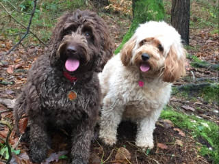 Two Cockerpoos in the woods