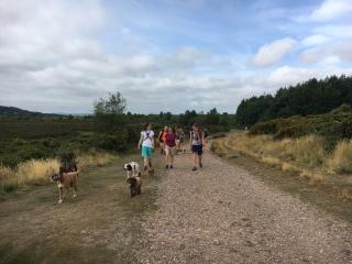 Group of dog walkers during a walk on the heaths