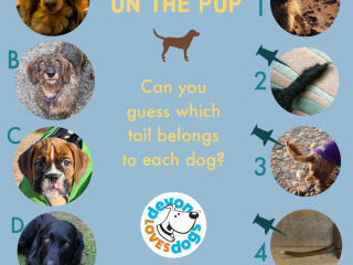 Poster of 4 dogs and their tails to match up.