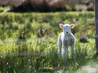 Lamb standing in field