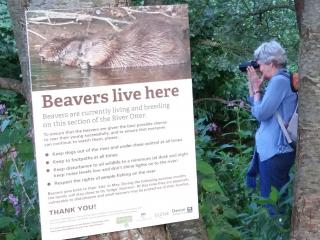 Signage about beavers on the River Otter