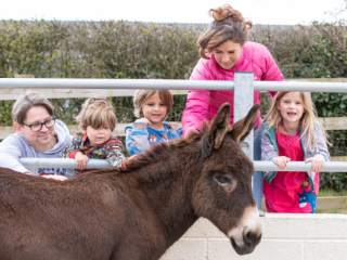 Family enjoy meeting donkey at The Donkey Sanctuary