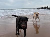 Two Labradors at the beach