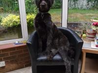 Black Labradoodle sitting on a chair