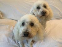 Two white miniature poodles