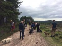 Group of dog walkers on the heaths
