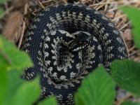 An adder curled up in the undergrowth