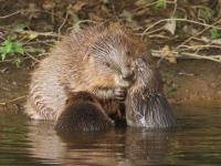 Photo of a beaver in the water