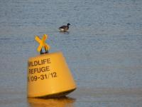 A brent goose next to a Wildlife Refuge marker buoy.