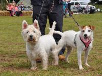 A photo of a scottish terrier and a jack russell at Dawlish Countryside Park