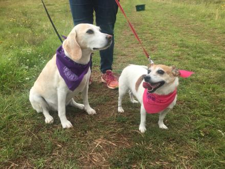 A picture of a labrador and smaller corgi-type dog wearing bandanas and waiting for a walk
