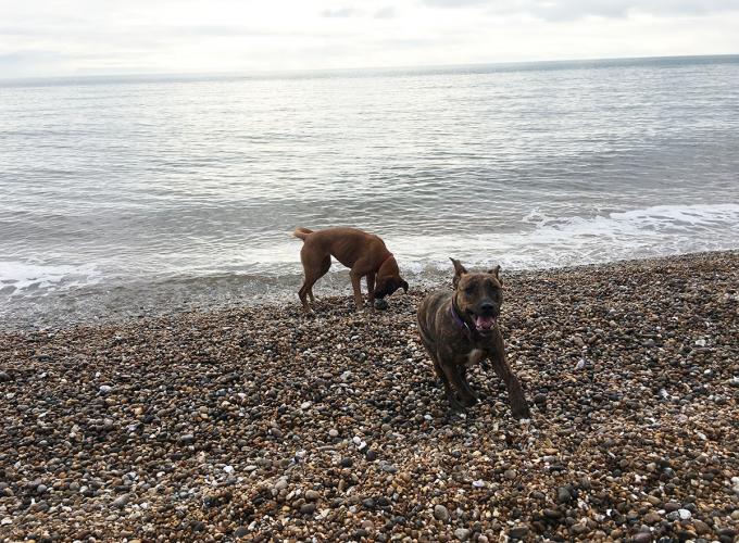 Dogs playing on a pebble beach