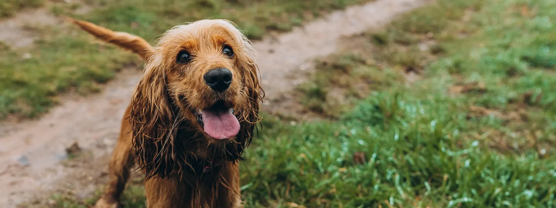 Brown dog looking up, tongue out