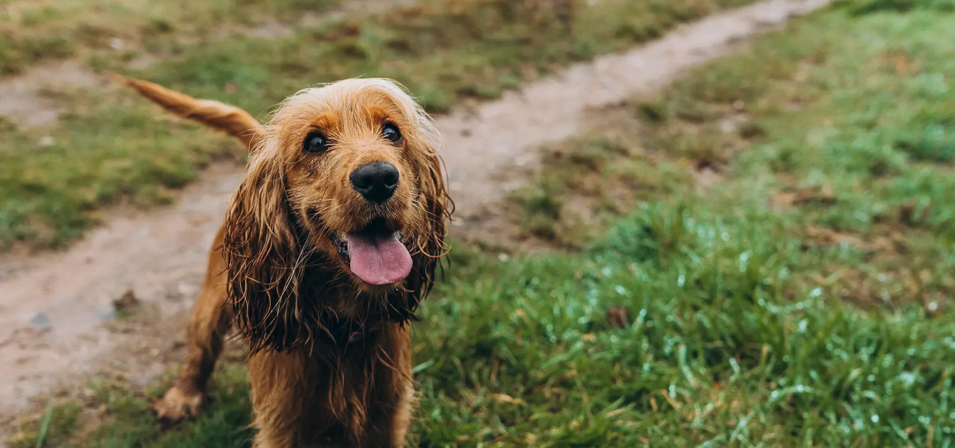 Brown dog looking up, tongue out