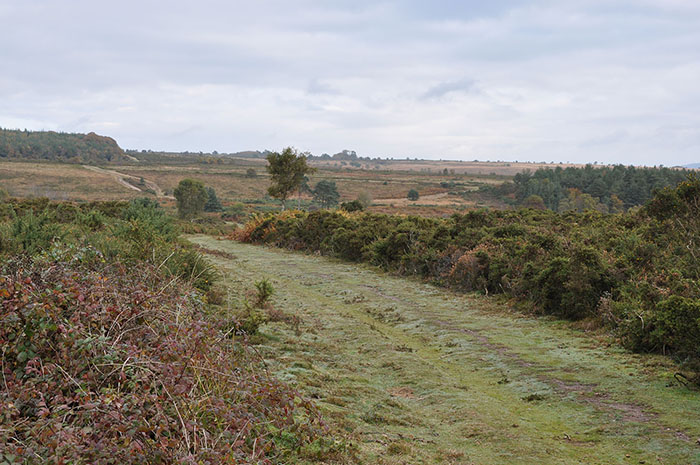 Pebblebed Heaths