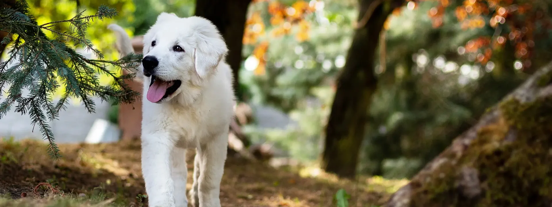 White dog strolling through a forest