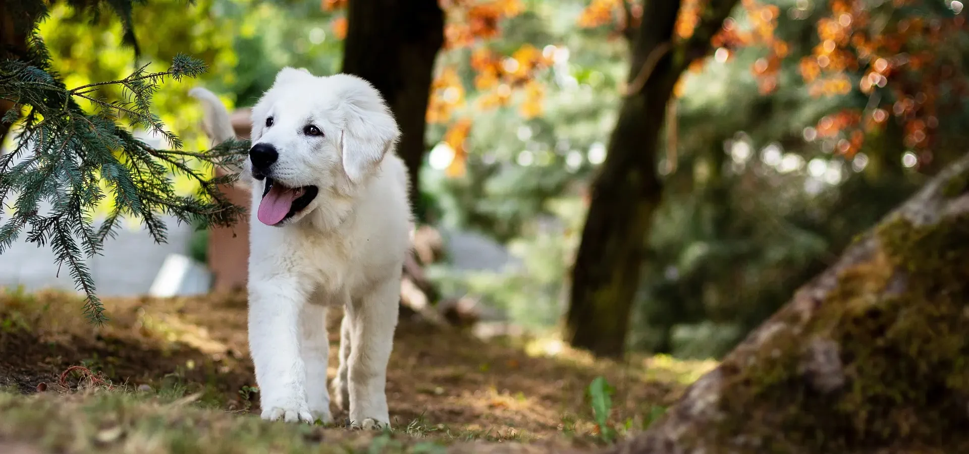 White dog strolling through a forest