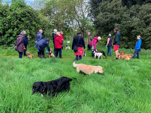 Group of dog walkers at Ridgetop Park