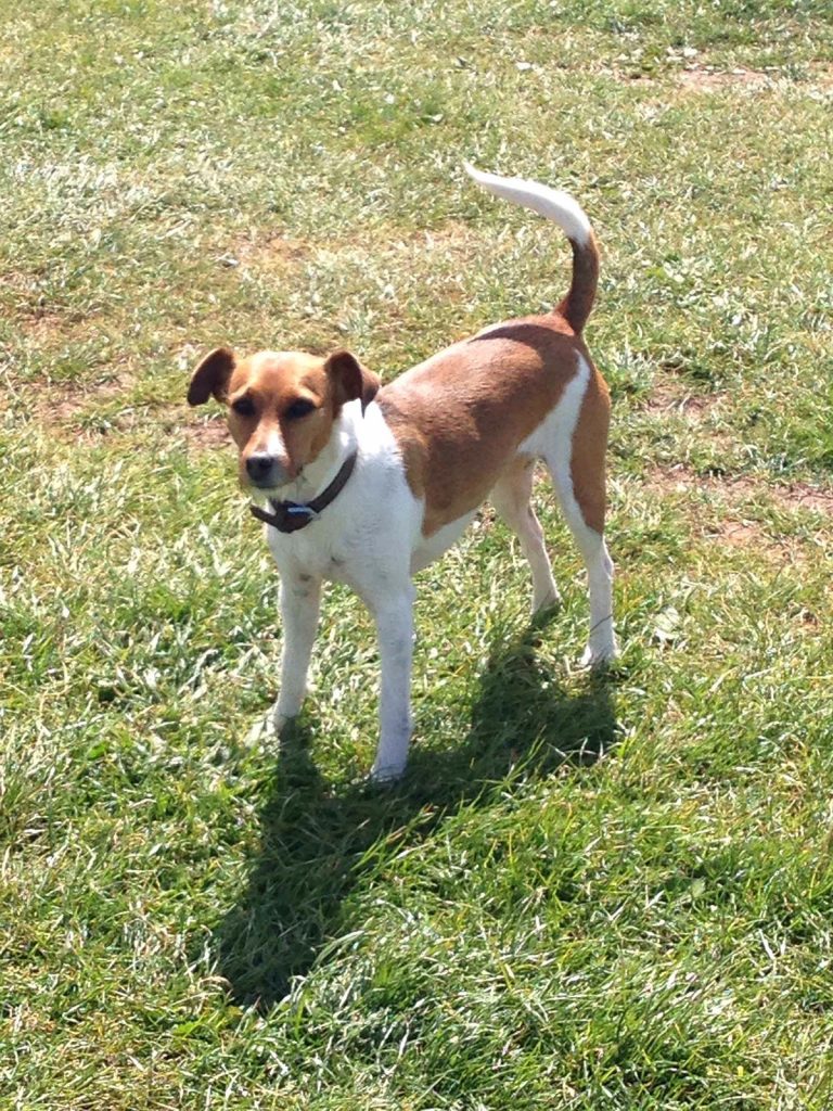 Brown and white terrier dog.