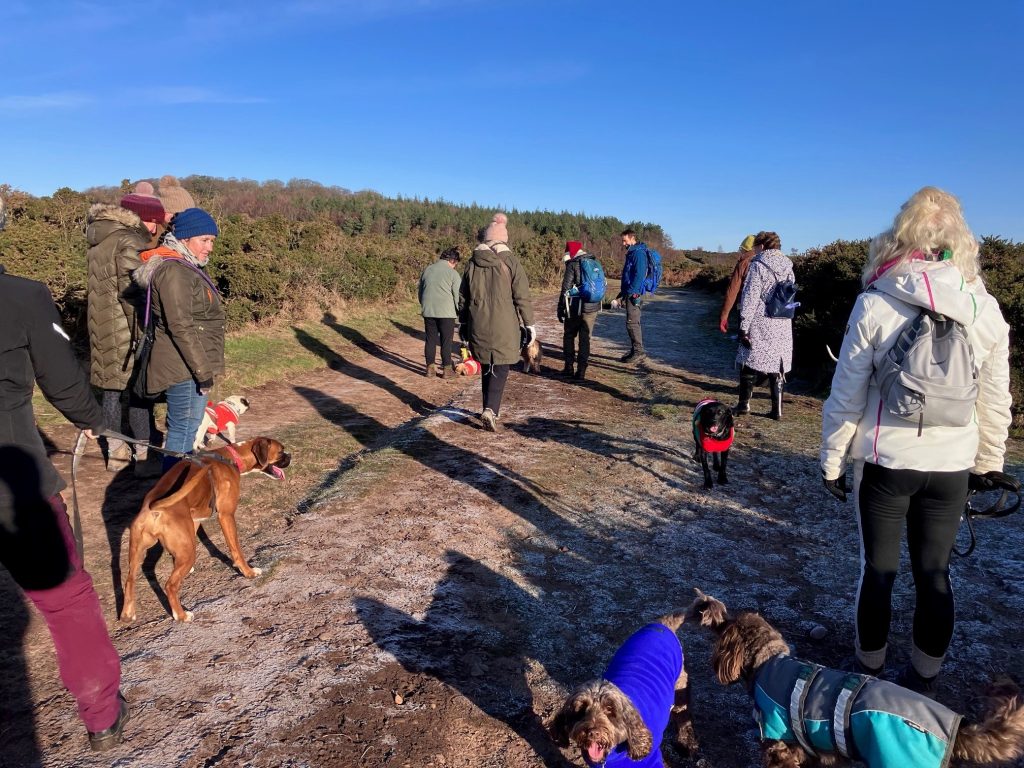 A group of Waggy Walkers enjoying a festive dog walk in the sunshine.