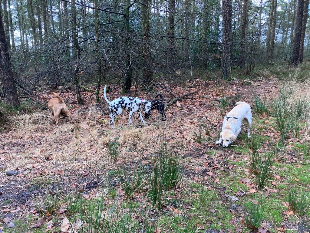 Group of dogs enjoying a waggy walk together.