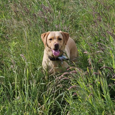 Labrador in a field