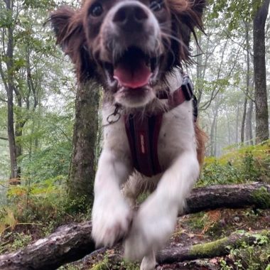 English Springer Spaniel