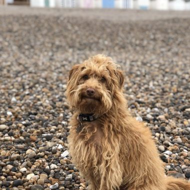 Miniature labradoodle at the beach