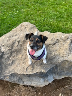 Jack Russell sitting on a rock