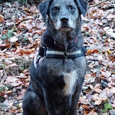 Black and grey dog sat in the woods