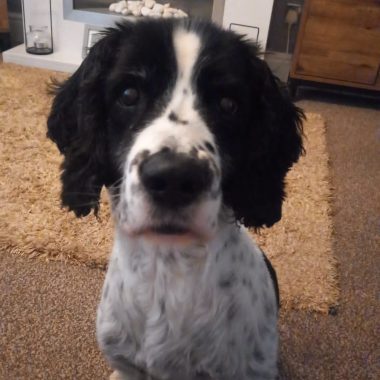 Black and white Springer Spaniel