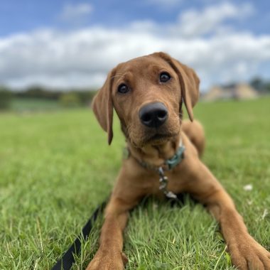 Fox red labrador