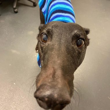 Greyhound wearing a stripy coat